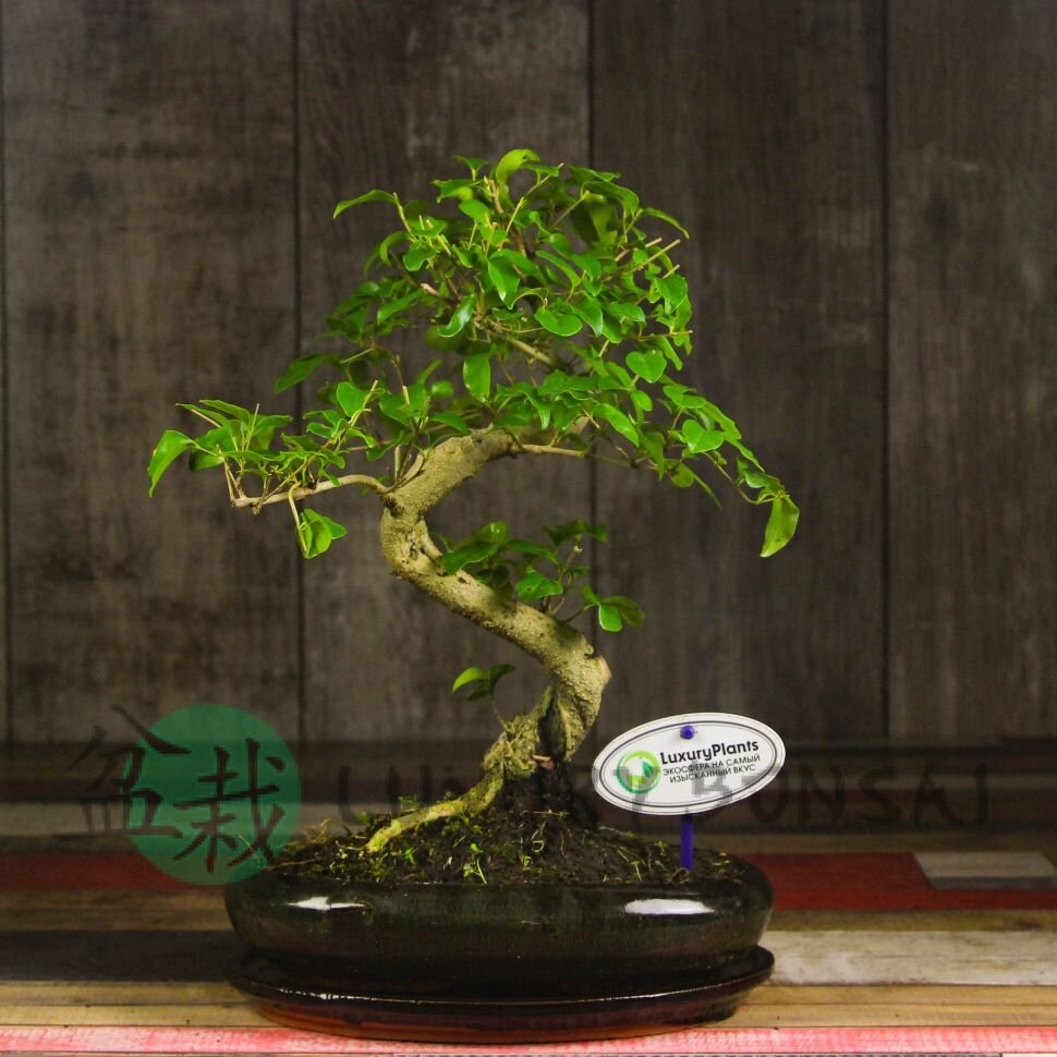 Бонсай Лигуструм овал Гималайские ягоды 40 см фото 1 &mdash; Luxurybonsai.ru