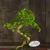 Бонсай Лигуструм овал Гималайские ягоды 40 см фото 2 &mdash; Luxurybonsai.ru