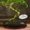 Бонсай Лигуструм овал Гималайские ягоды 40 см фото 4 &mdash; Luxurybonsai.ru