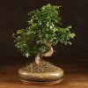 Бонсай Лигуструм овал Гималайские ягоды 40 см фото 1 &mdash; Luxurybonsai.ru