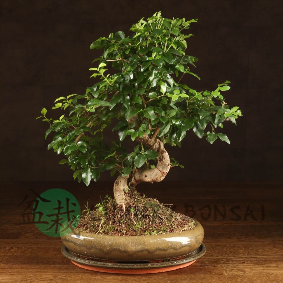 Бонсай Лигуструм овал Гималайские ягоды 40 см фото 1 &mdash; Luxurybonsai.ru