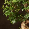 Бонсай Лигуструм овал Гималайские ягоды 40 см фото 2 &mdash; Luxurybonsai.ru