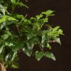 Бонсай Лигуструм овал Гималайские ягоды 40 см фото 3 &mdash; Luxurybonsai.ru