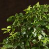 Бонсай Лигуструм овал Гималайские ягоды 40 см фото 4 &mdash; Luxurybonsai.ru