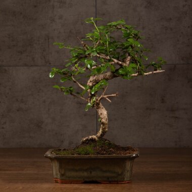 Бонсай Кармона с S-образным стволом 30 см &mdash; Luxurybonsai.ru