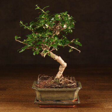 Бонсай Кармона Акеми 32 см &mdash; Luxurybonsai.ru