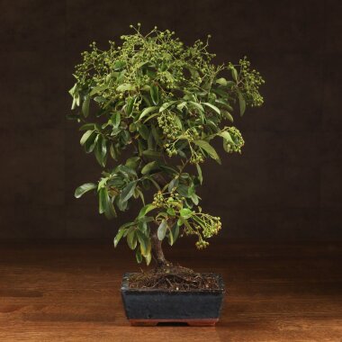 Бонсай Пираканта синяя плошка 40 см &mdash; Luxurybonsai.ru