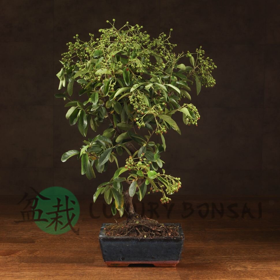 Бонсай Пираканта синяя плошка 40 см фото 1 &mdash; Luxurybonsai.ru