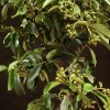 Бонсай Пираканта синяя плошка 40 см фото 2 &mdash; Luxurybonsai.ru