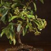 Бонсай Пираканта синяя плошка 40 см фото 3 &mdash; Luxurybonsai.ru