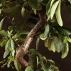 Бонсай Пираканта синяя плошка 40 см фото 4 &mdash; Luxurybonsai.ru