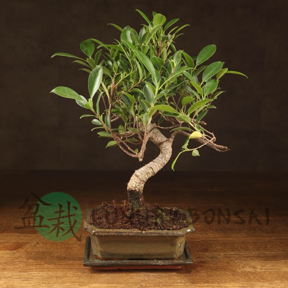 Бонсай Фикус Ретуса 40 фото 1 &mdash; Luxurybonsai.ru