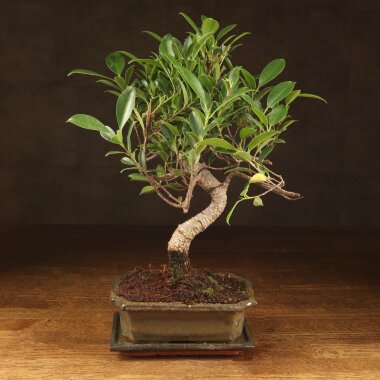 Бонсай Фикус Ретуса 40 см &mdash; Luxurybonsai.ru