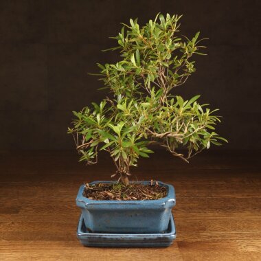 Бонсай Азалия 30 см &mdash; Luxurybonsai.ru