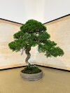 Бонсай можжевельник Sorensen 55 см фото 1 &mdash; Luxurybonsai.ru