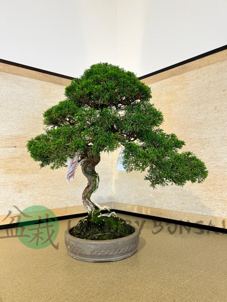 Бонсай можжевельник Sorensen 55 см фото 1 &mdash; Luxurybonsai.ru