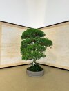 Бонсай можжевельник Sorensen 55 см фото 2 &mdash; Luxurybonsai.ru