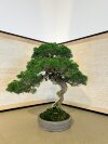 Бонсай можжевельник Sorensen 55 см фото 3 &mdash; Luxurybonsai.ru