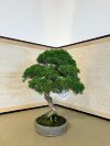 Бонсай можжевельник Sorensen 55 см фото 4 &mdash; Luxurybonsai.ru