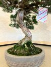 Бонсай можжевельник Sorensen 55 см фото 5 &mdash; Luxurybonsai.ru