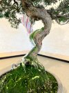 Бонсай можжевельник Sorensen 55 см фото 6 &mdash; Luxurybonsai.ru