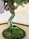 Бонсай можжевельник Sorensen 55 см фото 7 &mdash; Luxurybonsai.ru
