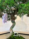 Бонсай можжевельник Sorensen 55 см фото 8 &mdash; Luxurybonsai.ru