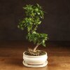 Бонсай Цитрус  Kinzu 38см фото 1 &mdash; Luxurybonsai.ru