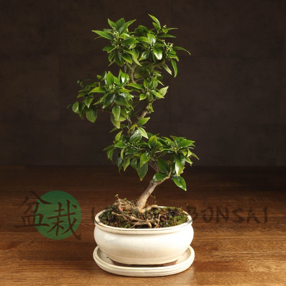 Бонсай Цитрус  Kinzu 38см фото 1 &mdash; Luxurybonsai.ru