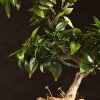 Бонсай Цитрус  Kinzu 38см фото 3 &mdash; Luxurybonsai.ru