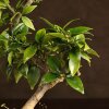 Бонсай Цитрус  Kinzu 38см фото 5 &mdash; Luxurybonsai.ru