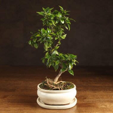 Бонсай Цитрус  Kinzu 38см &mdash; Luxurybonsai.ru