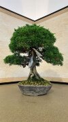 Бонсай можжевельник Shizukana Matsu 40 см фото 1 &mdash; Luxurybonsai.ru