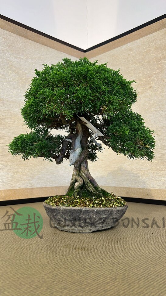 Бонсай можжевельник Shizukana Matsu 40 см фото 1 &mdash; Luxurybonsai.ru