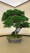 Бонсай можжевельник Shizukana Matsu 40 см фото 2 &mdash; Luxurybonsai.ru
