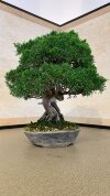 Бонсай можжевельник Shizukana Matsu 40 см фото 3 &mdash; Luxurybonsai.ru