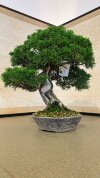 Бонсай можжевельник Shizukana Matsu 40 см фото 4 &mdash; Luxurybonsai.ru