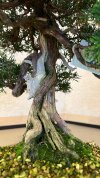 Бонсай можжевельник Shizukana Matsu 40 см фото 5 &mdash; Luxurybonsai.ru