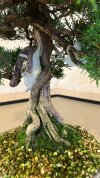 Бонсай можжевельник Shizukana Matsu 40 см фото 6 &mdash; Luxurybonsai.ru