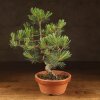Бонсай Сосна 36см фото 1 &mdash; Luxurybonsai.ru