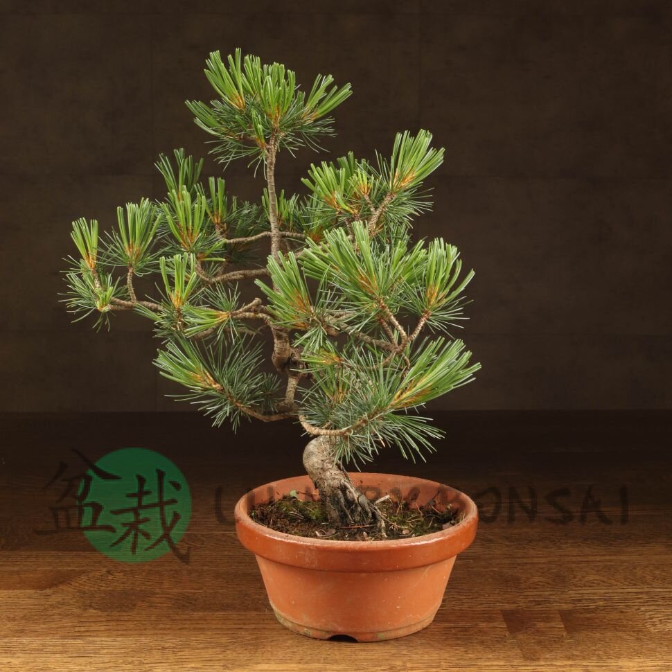 Бонсай Сосна 36см фото 1 &mdash; Luxurybonsai.ru