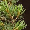 Бонсай Сосна 36см фото 2 &mdash; Luxurybonsai.ru