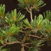 Бонсай Сосна 36см фото 3 &mdash; Luxurybonsai.ru
