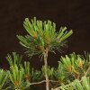 Бонсай Сосна 36см фото 4 &mdash; Luxurybonsai.ru