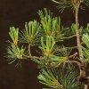 Бонсай Сосна 36см фото 5 &mdash; Luxurybonsai.ru