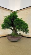 Бонсай можжевельник Seiryu 50 см фото 1 &mdash; Luxurybonsai.ru