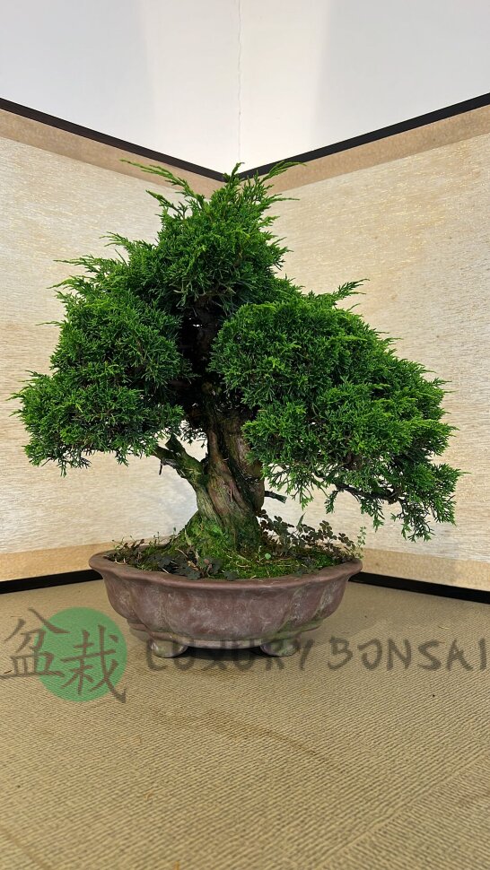 Бонсай можжевельник Seiryu 50 см фото 1 &mdash; Luxurybonsai.ru