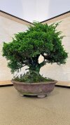 Бонсай можжевельник Seiryu 50 см фото 2 &mdash; Luxurybonsai.ru