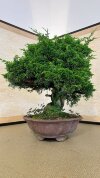 Бонсай можжевельник Seiryu 50 см фото 3 &mdash; Luxurybonsai.ru