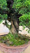 Бонсай можжевельник Seiryu 50 см фото 4 &mdash; Luxurybonsai.ru